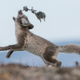 Illustration for article titled Lemming Suicide Is a Myth That Was Perpetuated by Disney